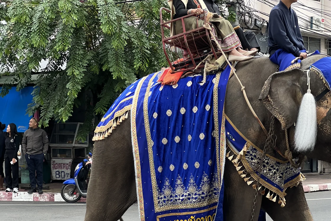 ช้างประดับผ้าสีน้ำเงินลวดลายสีทองในขบวนงานช้างสุรินทร์